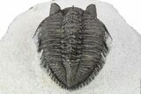 Tower-Eyed, Erbenochile Trilobite - Ou Driss, Morocco #254076-3